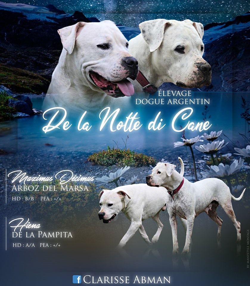 De La Notte Di Cane - Dogo Argentino - Portée née le 29/02/2020