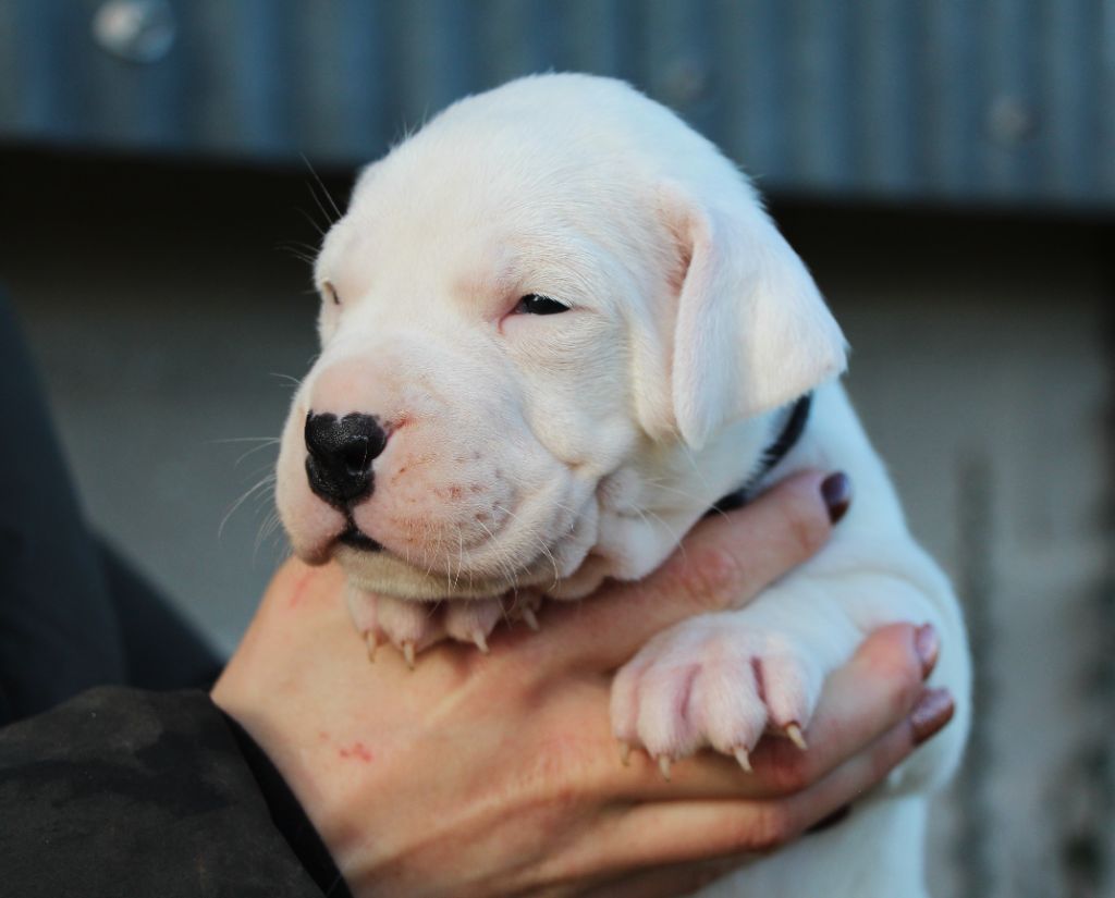 De La Notte Di Cane - Chiot disponible  - Dogo Argentino