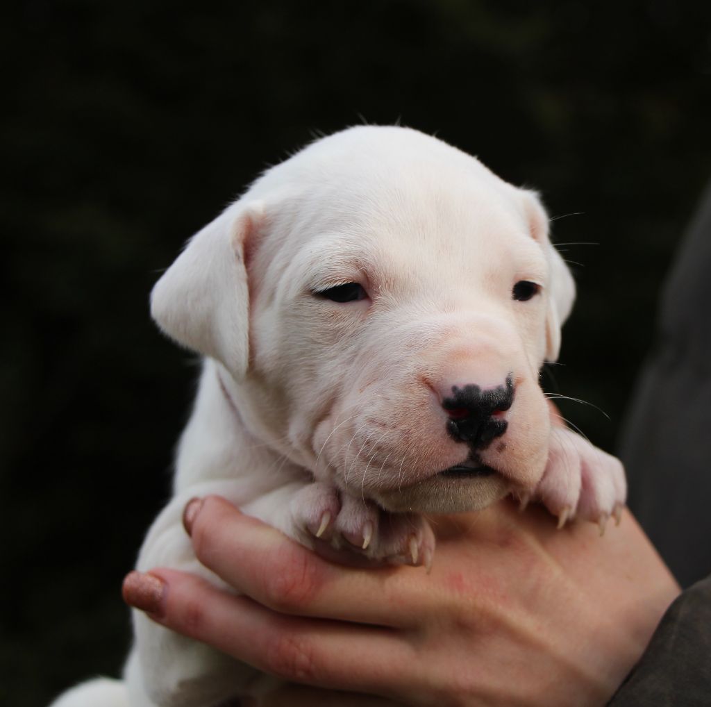 De La Notte Di Cane - Chiot disponible  - Dogo Argentino