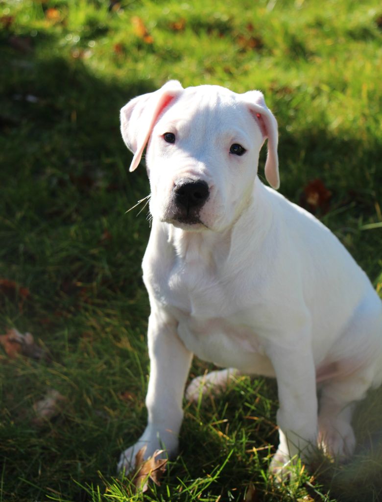 De La Notte Di Cane - Chiot disponible  - Dogo Argentino