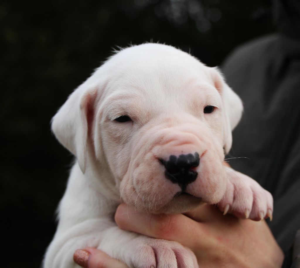 De La Notte Di Cane - Chiot disponible  - Dogo Argentino