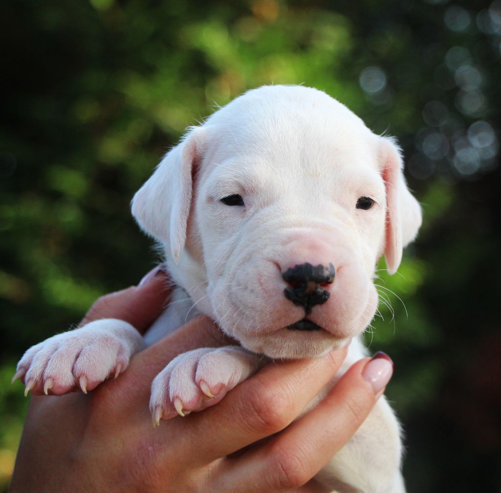 De La Notte Di Cane - Chiot disponible  - Dogo Argentino