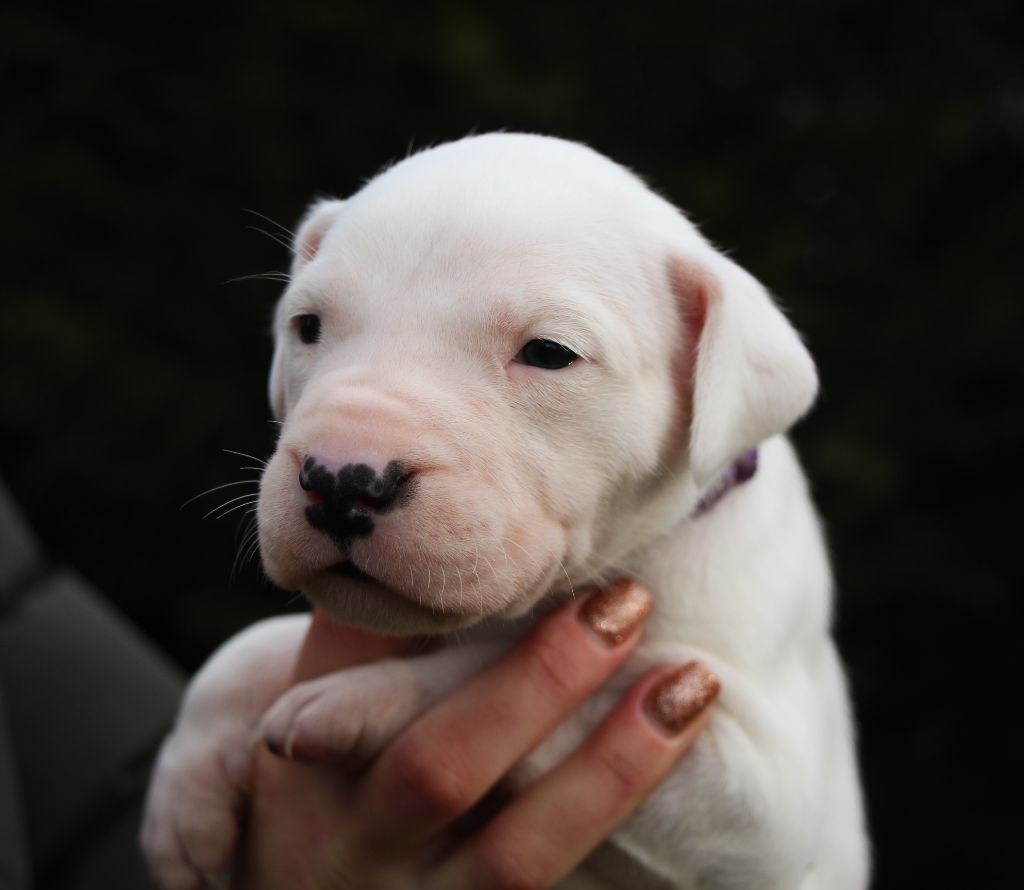 De La Notte Di Cane - Chiot disponible  - Dogo Argentino