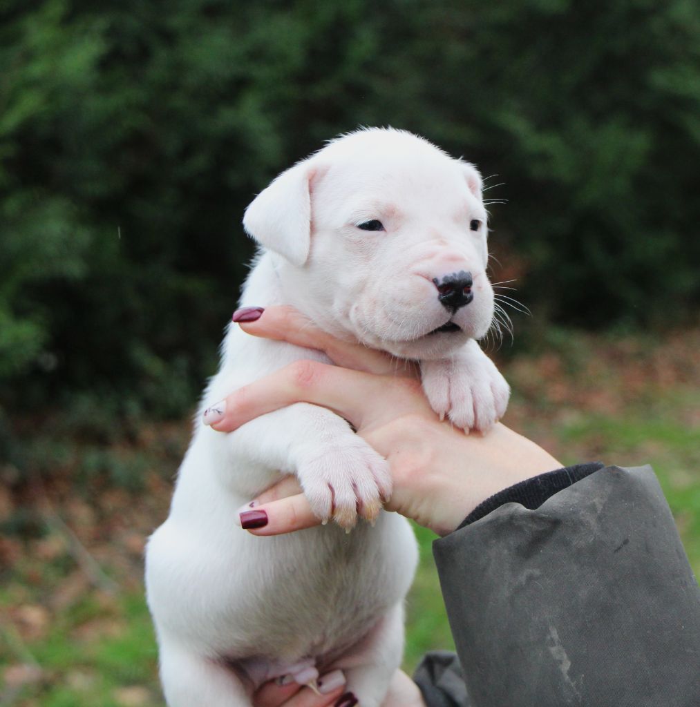 De La Notte Di Cane - Chiot disponible  - Dogo Argentino