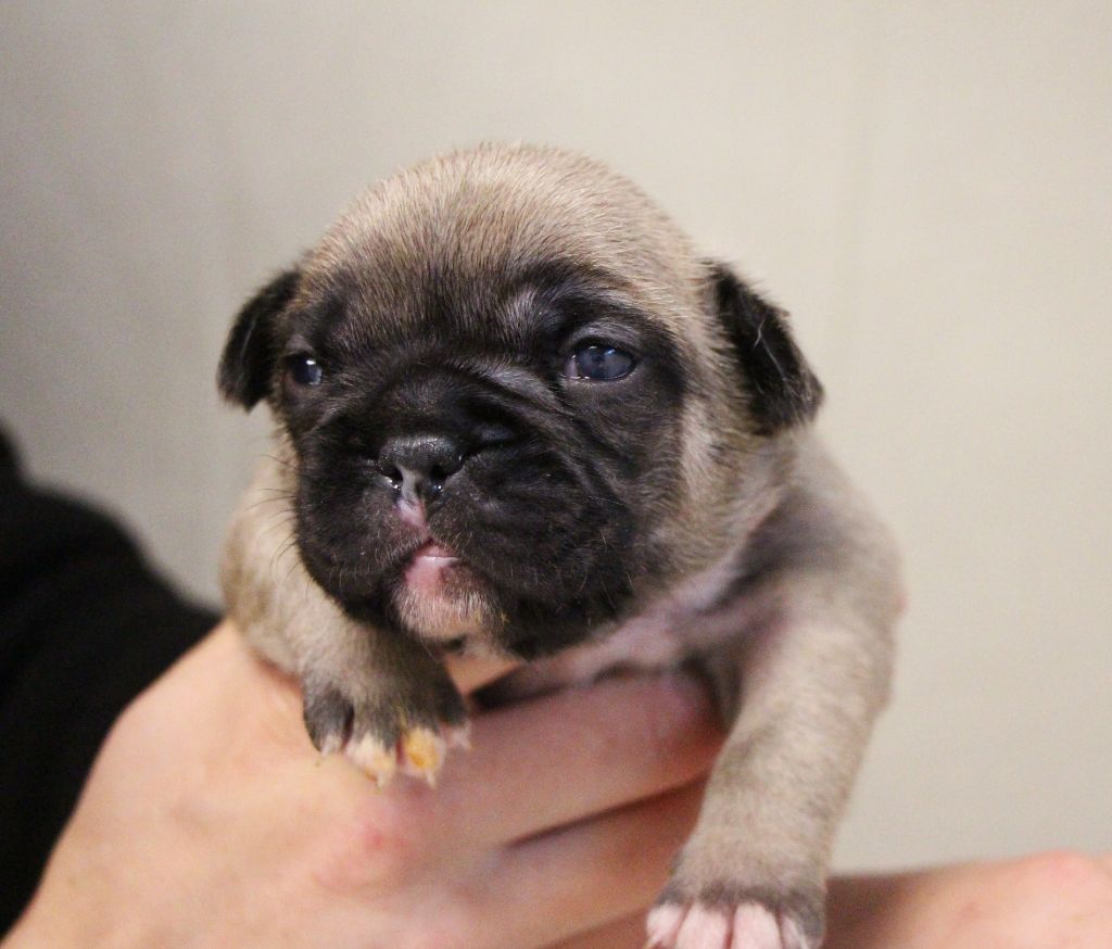 De La Notte Di Cane - Chiot disponible  - Bouledogue français