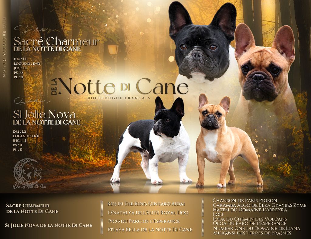 chiot Bouledogue français De La Notte Di Cane