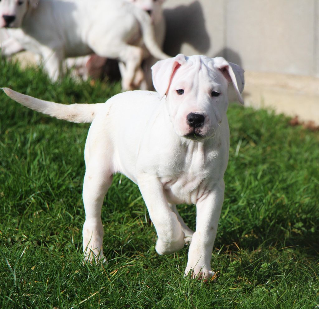 De La Notte Di Cane - Chiot disponible  - Dogo Argentino