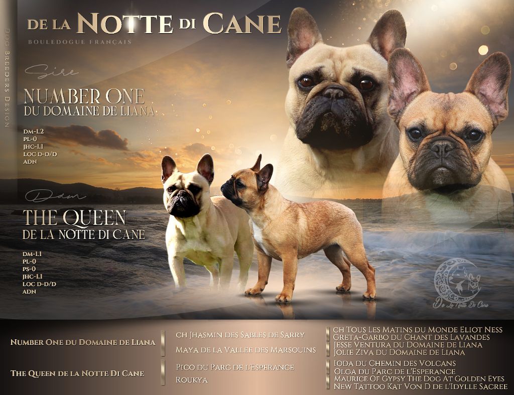 De La Notte Di Cane - Chiot disponible  - Bouledogue français