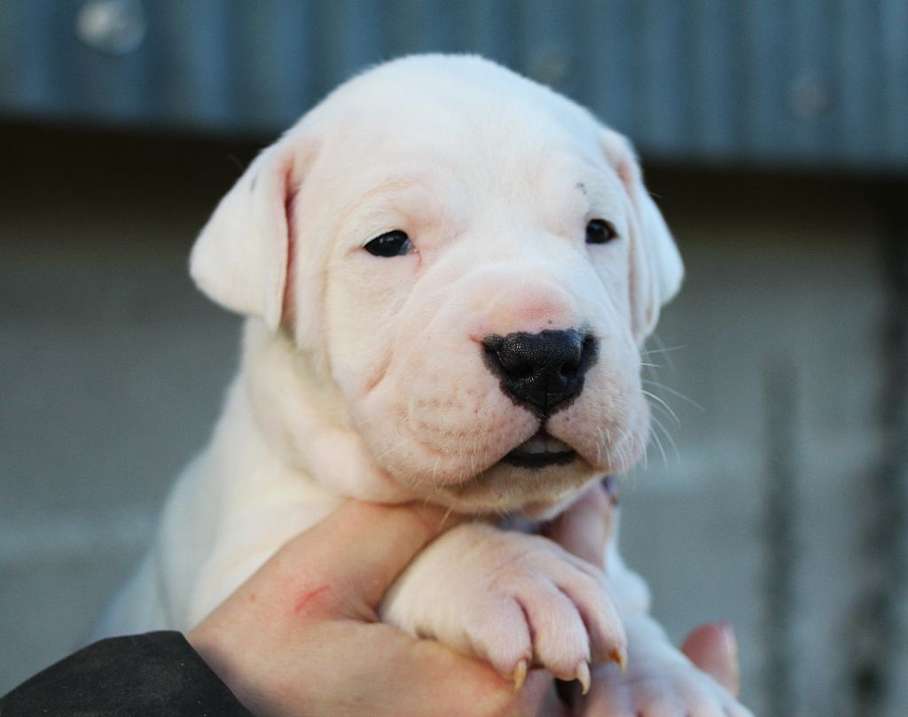 De La Notte Di Cane - Chiot disponible  - Dogo Argentino