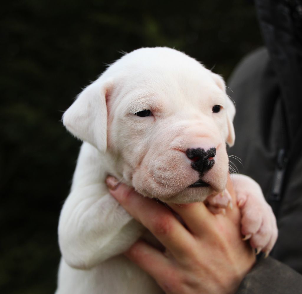 De La Notte Di Cane - Chiot disponible  - Dogo Argentino