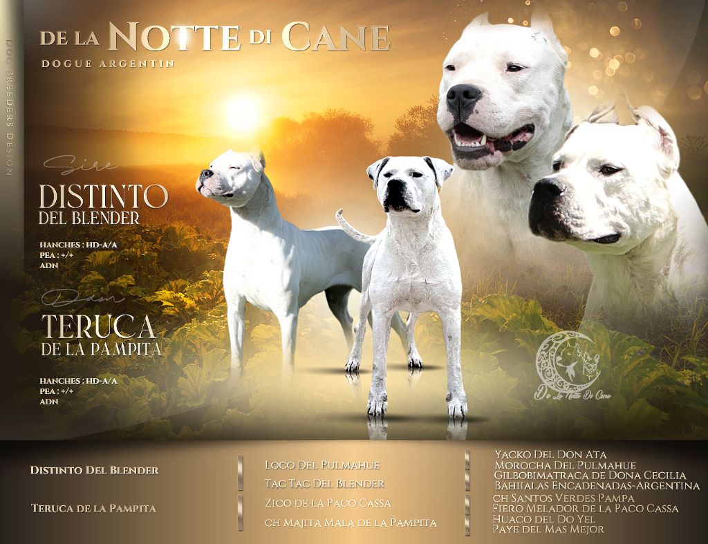 chiot Dogo Argentino De La Notte Di Cane