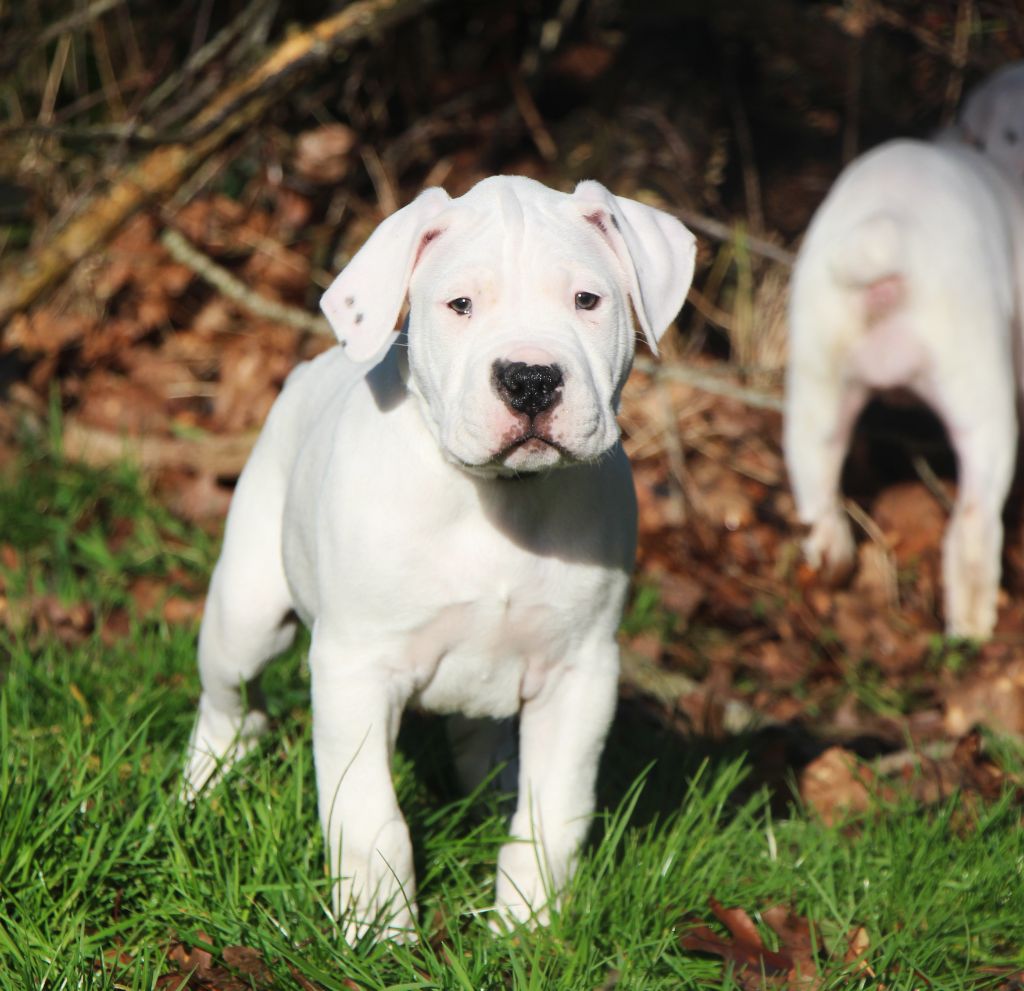 De La Notte Di Cane - Chiot disponible  - Dogo Argentino