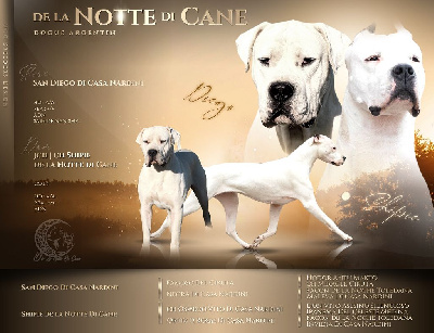De La Notte Di Cane - Dogo Argentino - Portée née le 03/04/2023