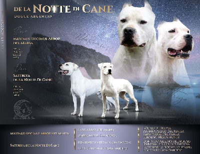 De La Notte Di Cane - Dogo Argentino - Portée née le 27/09/2022