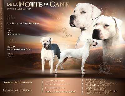 De La Notte Di Cane - Dogo Argentino - Portée née le 15/03/2023