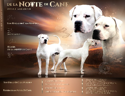 De La Notte Di Cane - Dogo Argentino - Portée née le 16/01/2024