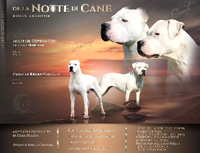 De La Notte Di Cane - Dogo Argentino - Portée née le 16/08/2022