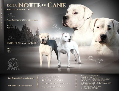 De La Notte Di Cane - Dogo Argentino - Portée née le 11/10/2022