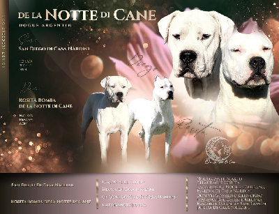 De La Notte Di Cane - Dogo Argentino - Portée née le 10/01/2023