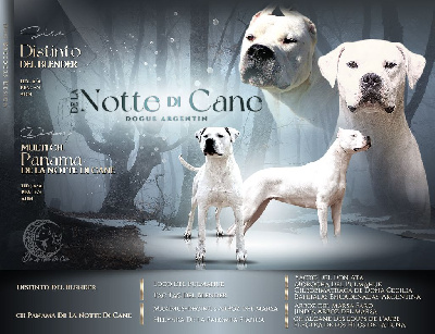 De La Notte Di Cane - Dogo Argentino - Portée née le 13/01/2025