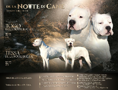 De La Notte Di Cane - Dogo Argentino - Portée née le 20/03/2024