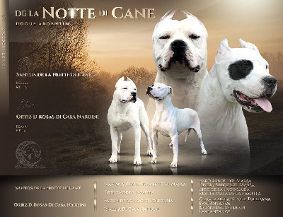De La Notte Di Cane - Dogo Argentino - Portée née le 19/08/2022