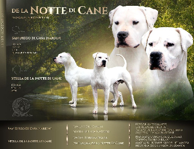 De La Notte Di Cane - Dogo Argentino - Portée née le 30/07/2023