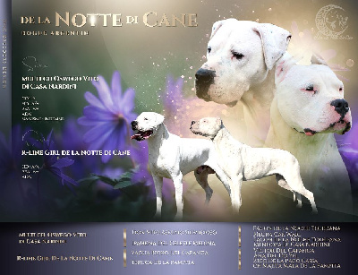 De La Notte Di Cane - Dogo Argentino - Portée née le 01/07/2023