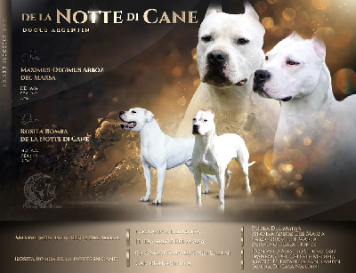 De La Notte Di Cane - Dogo Argentino - Portée née le 21/04/2022
