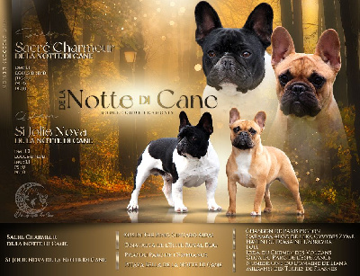 De La Notte Di Cane - Bouledogue français - Portée née le 26/12/2024