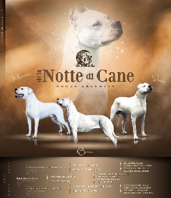 De La Notte Di Cane - Dogo Argentino - Portée née le 15/07/2023