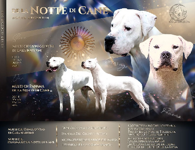 De La Notte Di Cane - Dogo Argentino - Portée née le 28/01/2023