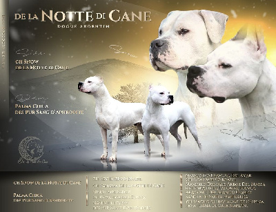 De La Notte Di Cane - Dogo Argentino - Portée née le 03/01/2024