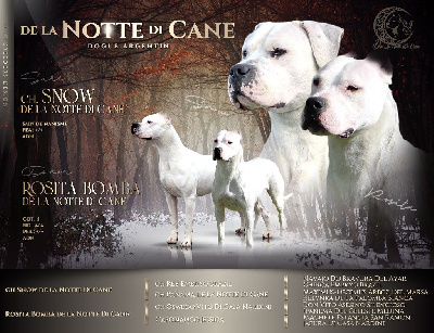 De La Notte Di Cane - Dogo Argentino - Portée née le 16/02/2024
