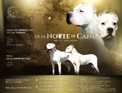 De La Notte Di Cane - Dogo Argentino - Portée née le 29/12/2023