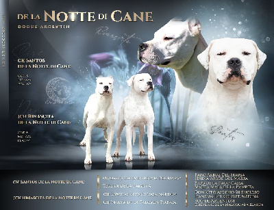 De La Notte Di Cane - Dogo Argentino - Portée née le 29/01/2023