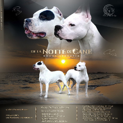 De La Notte Di Cane - Dogo Argentino - Portée née le 04/06/2022