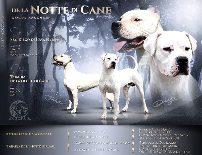 De La Notte Di Cane - Dogo Argentino - Portée née le 07/01/2024