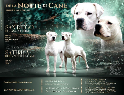 De La Notte Di Cane - Dogo Argentino - Portée née le 26/04/2024