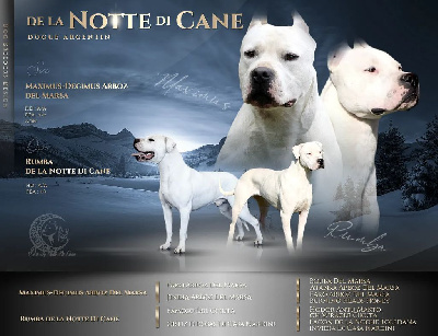 De La Notte Di Cane - Dogo Argentino - Portée née le 14/05/2022