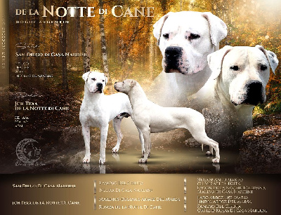 De La Notte Di Cane - Dogo Argentino - Portée née le 29/10/2023