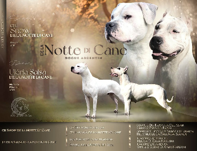 De La Notte Di Cane - Dogo Argentino - Portée née le 07/01/2025