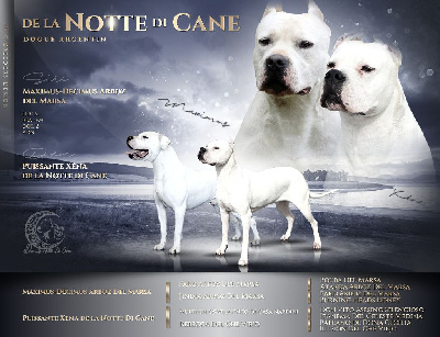 De La Notte Di Cane - Dogo Argentino - Portée née le 11/11/2023