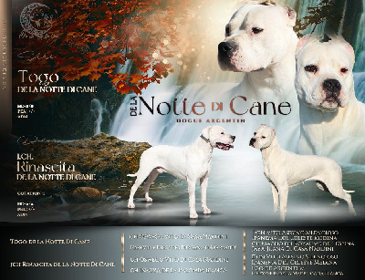 De La Notte Di Cane - Dogo Argentino - Portée née le 26/10/2024