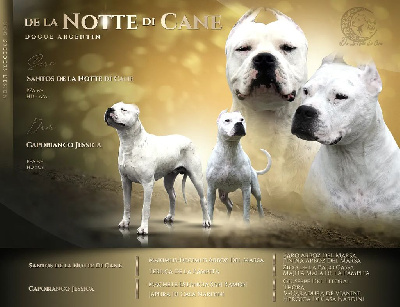 De La Notte Di Cane - Dogo Argentino - Portée née le 05/08/2022