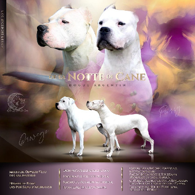 De La Notte Di Cane - Dogo Argentino - Portée née le 05/09/2022
