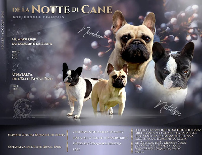 De La Notte Di Cane - Bouledogue français - Portée née le 14/05/2022