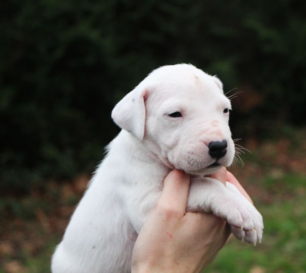 De La Notte Di Cane - Chiot disponible  - Dogo Argentino