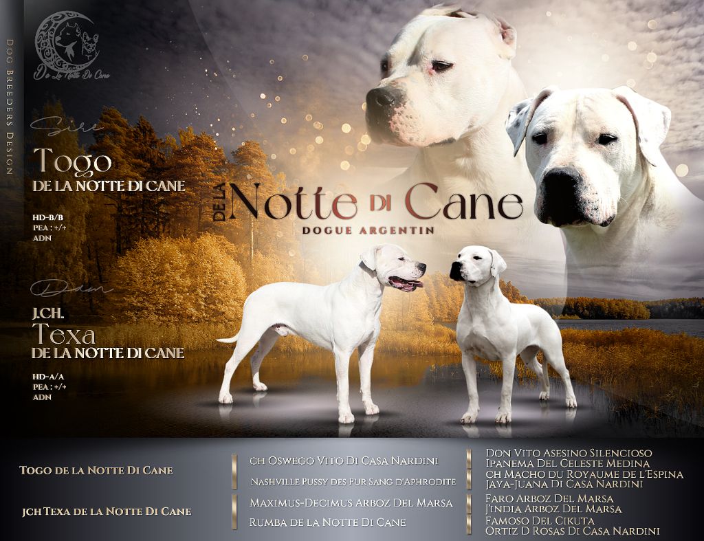 De La Notte Di Cane - Chiot disponible  - Dogo Argentino