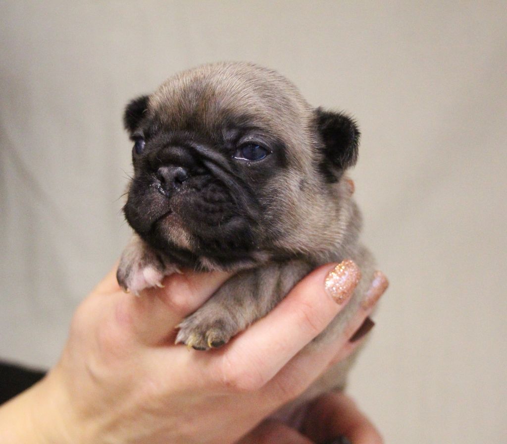 De La Notte Di Cane - Chiot disponible  - Bouledogue français